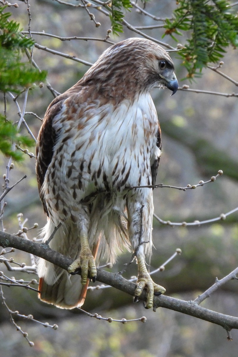 Red-tailed Hawk (borealis) - ML618094092