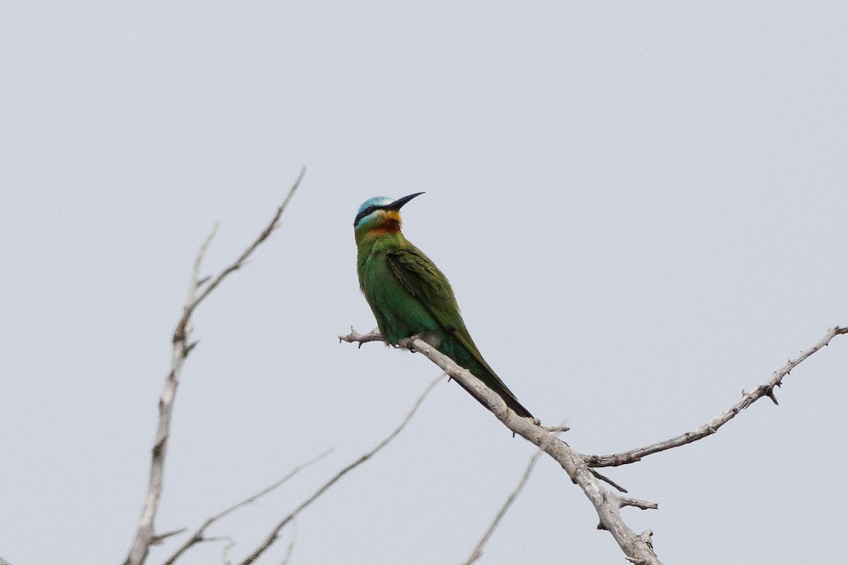 Blue-cheeked Bee-eater - ML618094104