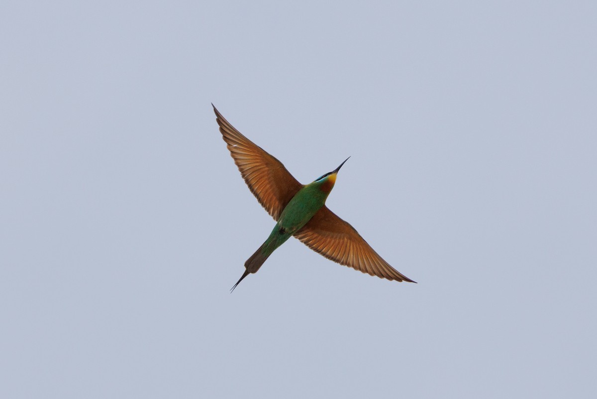 Blue-cheeked Bee-eater - ML618094105