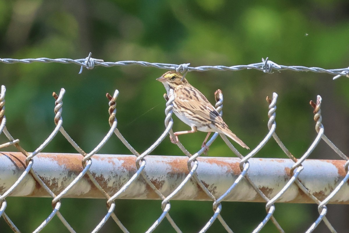 Savannah Sparrow - ML618094176
