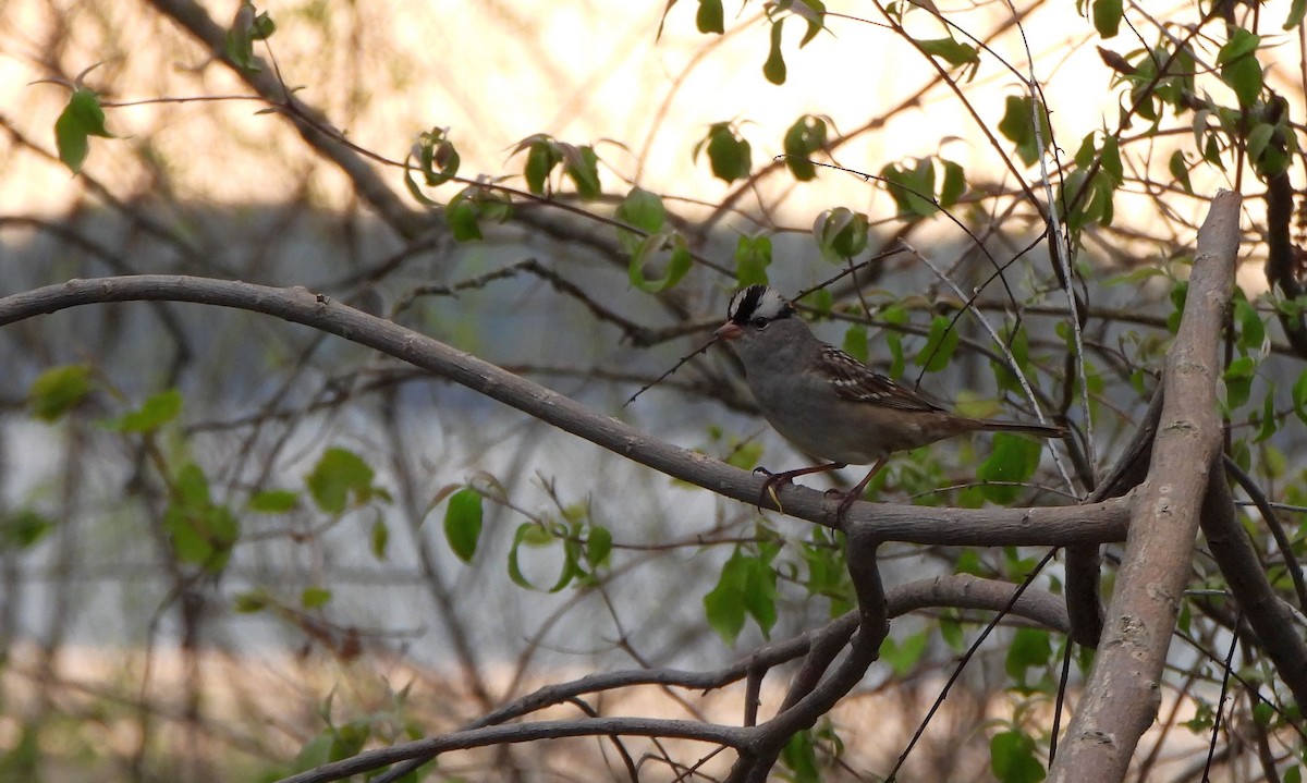White-crowned Sparrow - ML618094180