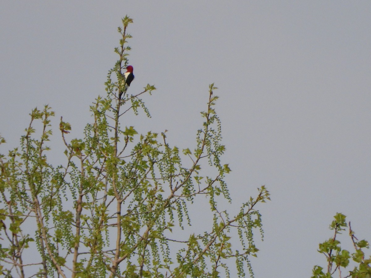 Red-headed Woodpecker - Rick Luehrs