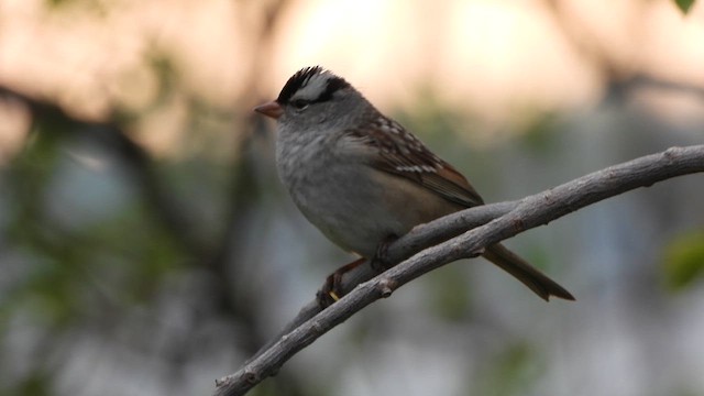 White-crowned Sparrow - ML618094293