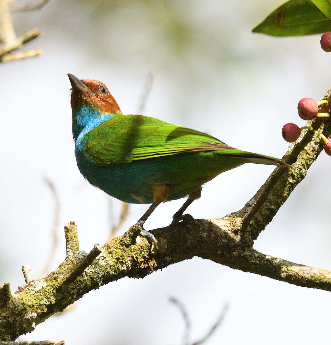 Bay-headed Tanager - ML618094294