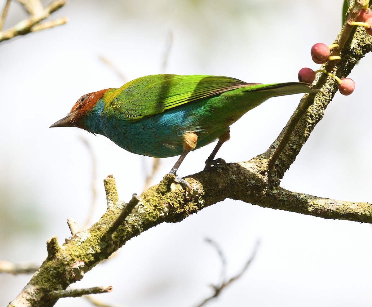 Bay-headed Tanager - ML618094295