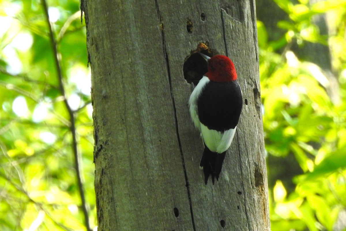 Red-headed Woodpecker - David  Clark