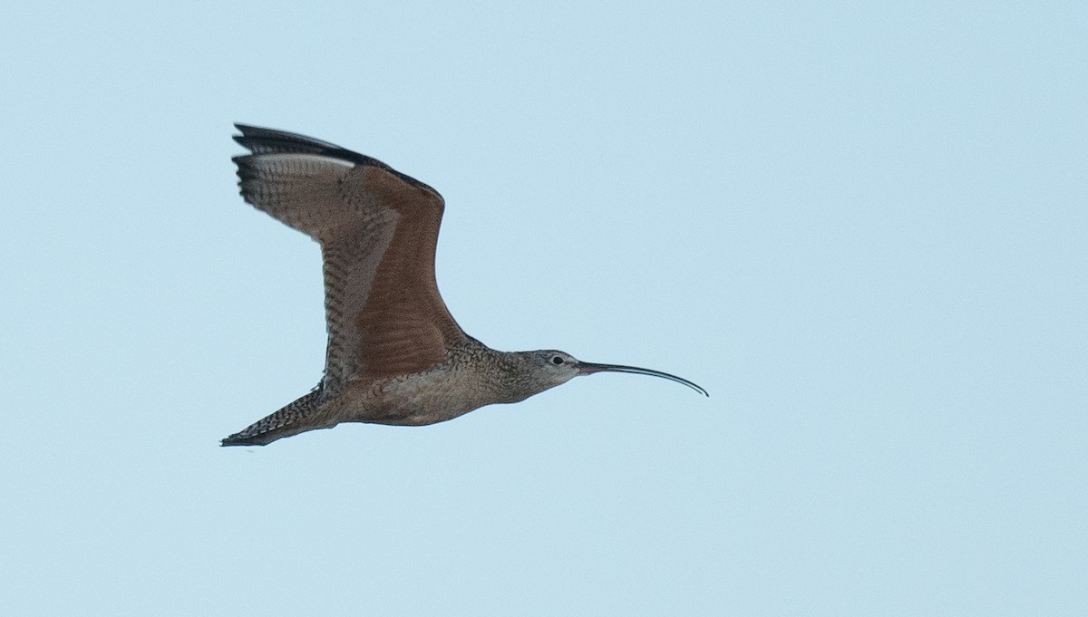 Long-billed Curlew - ML618094346