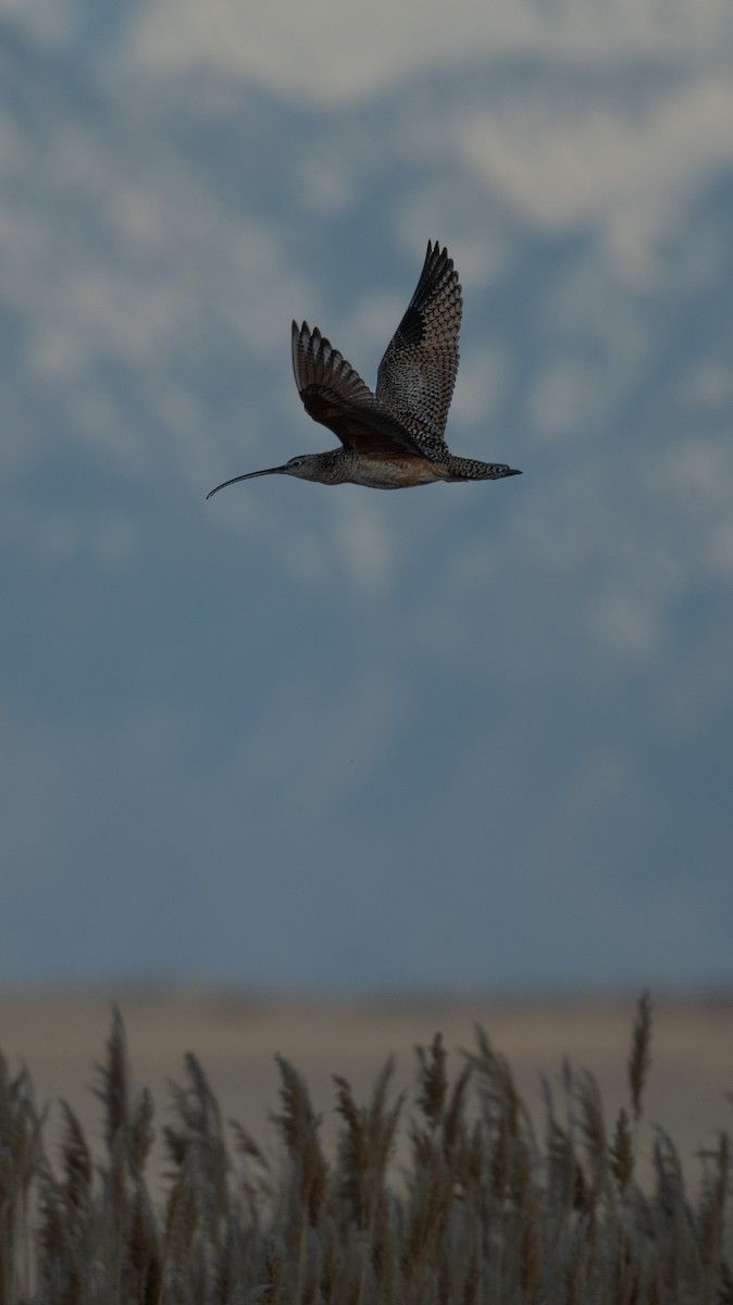 Long-billed Curlew - ML618094348
