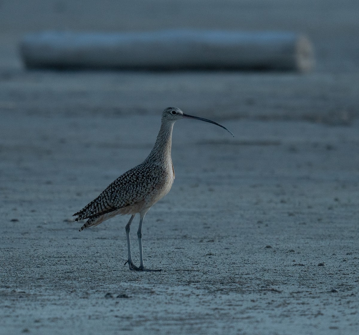 Long-billed Curlew - ML618094349