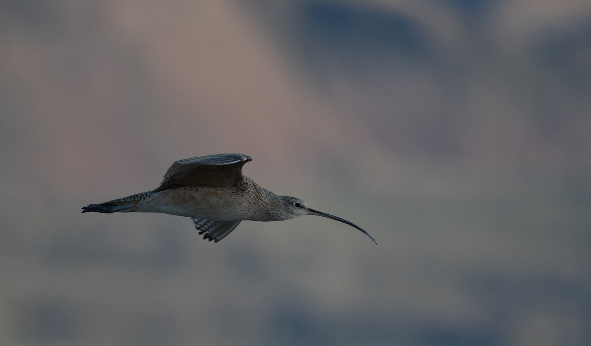 Long-billed Curlew - ML618094350