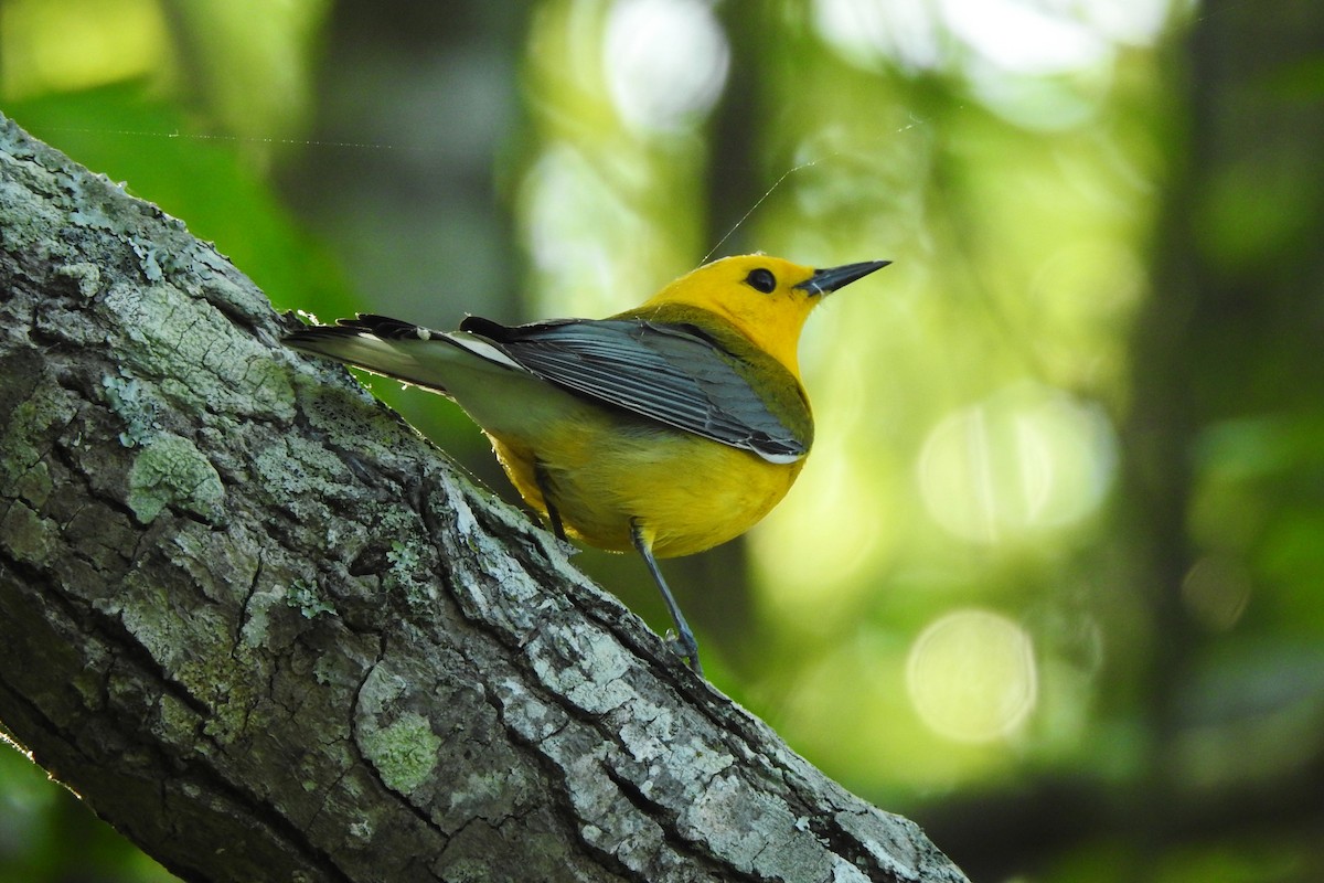 Prothonotary Warbler - ML618094363