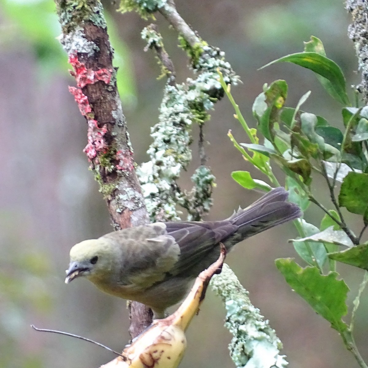 Palm Tanager - ML618094374