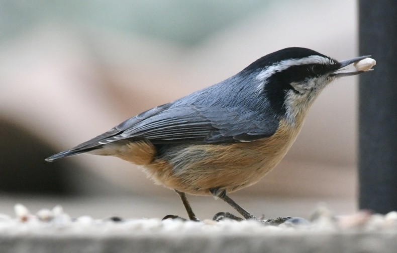 Red-breasted Nuthatch - Becky Rooney