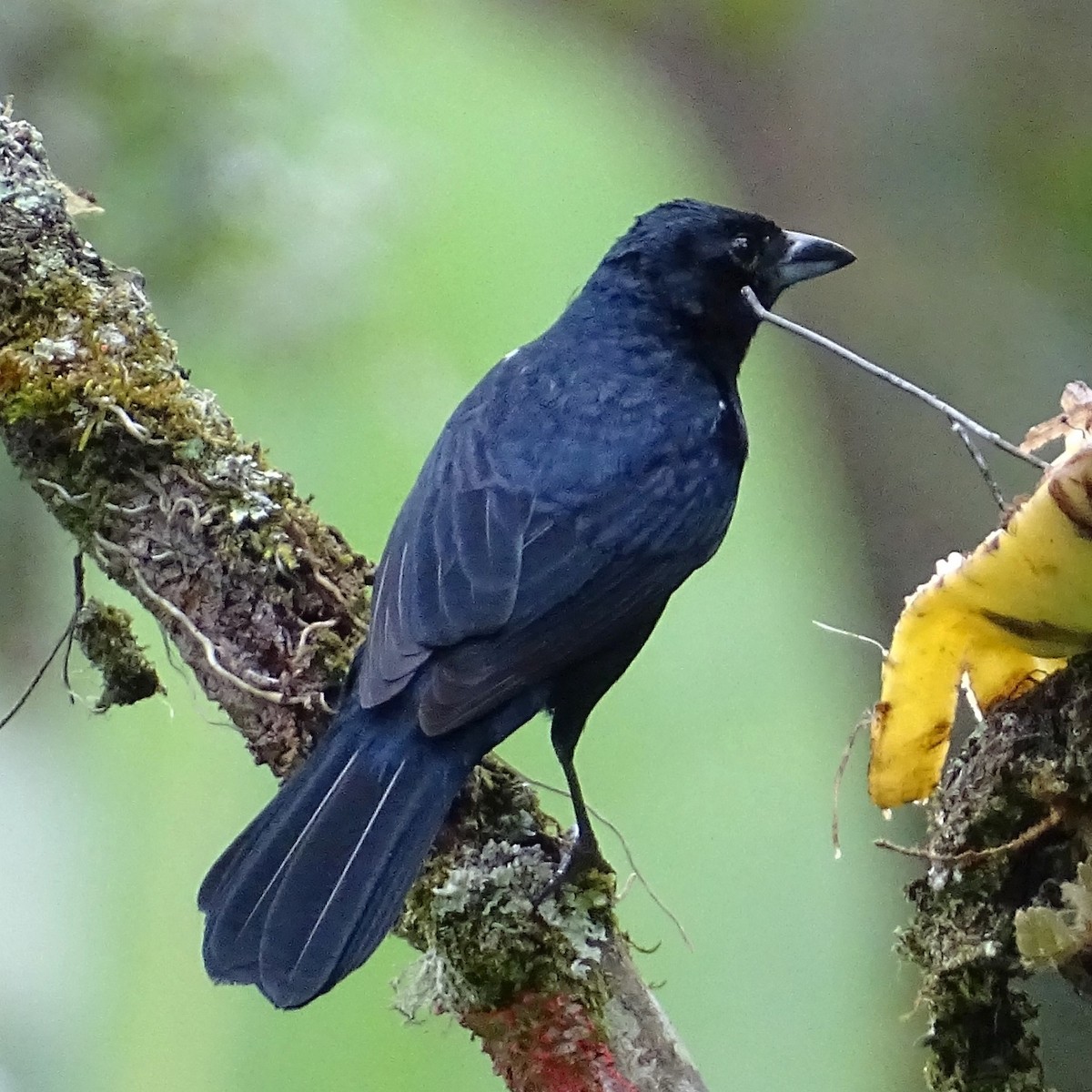 Ruby-crowned Tanager - ML618094404