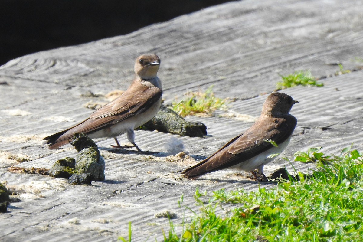 Northern Rough-winged Swallow - ML618094408