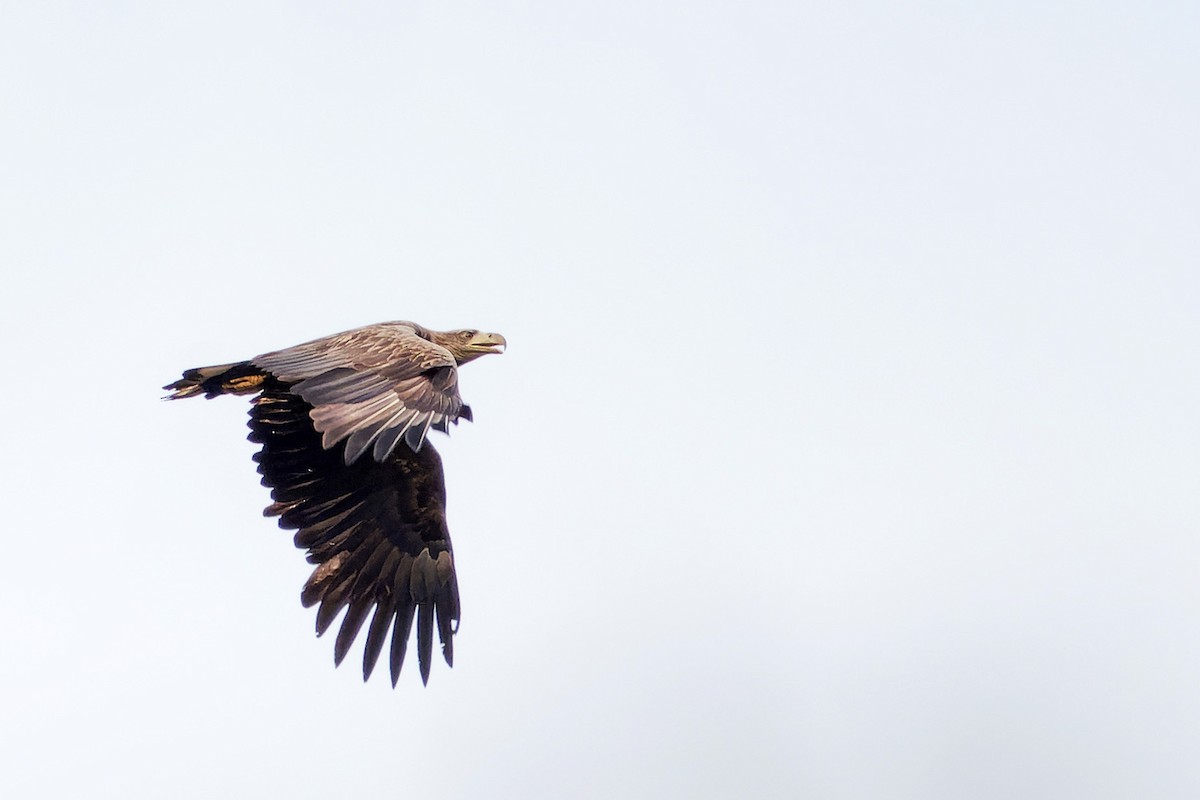White-tailed Eagle - Luboš Klikar