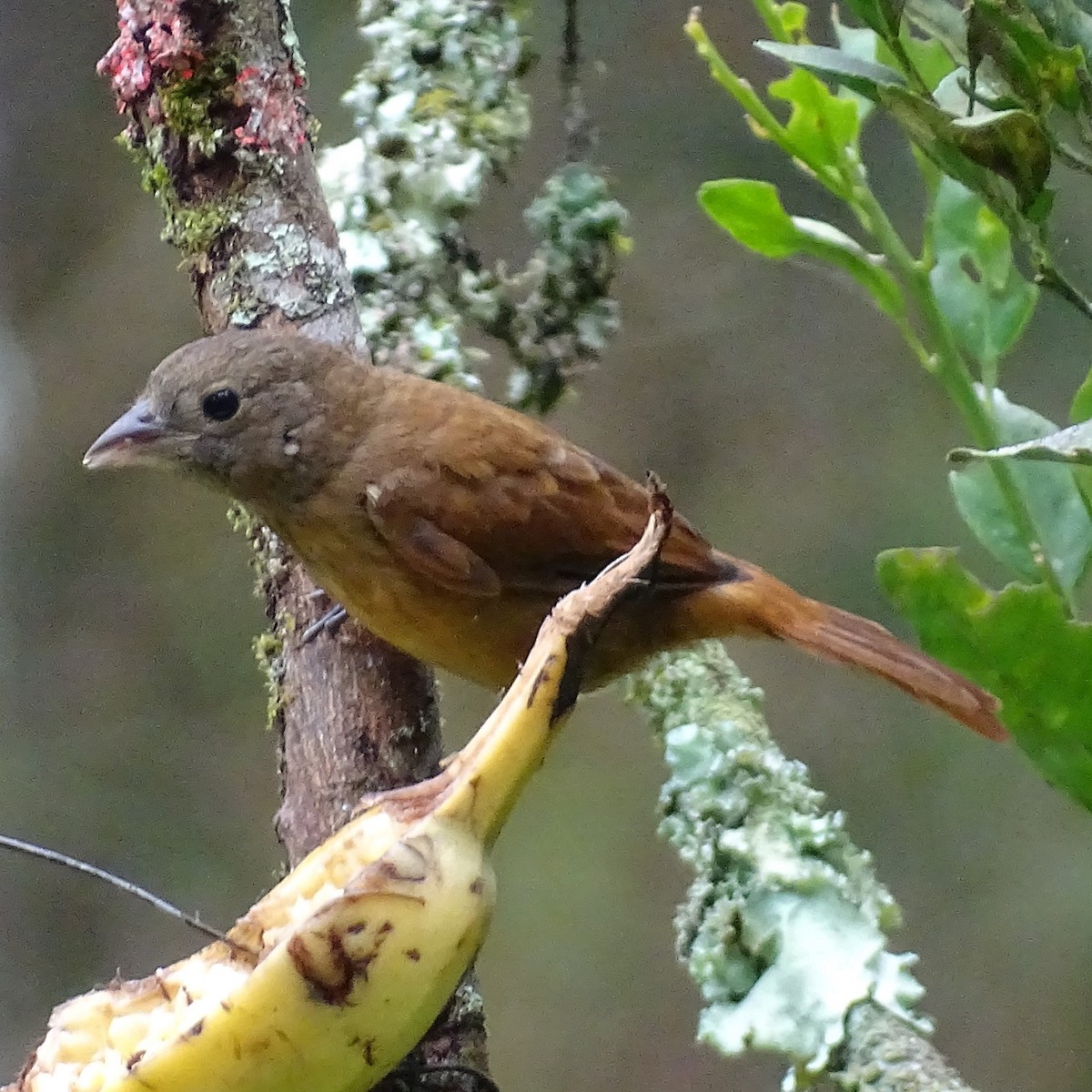 Ruby-crowned Tanager - ML618094419
