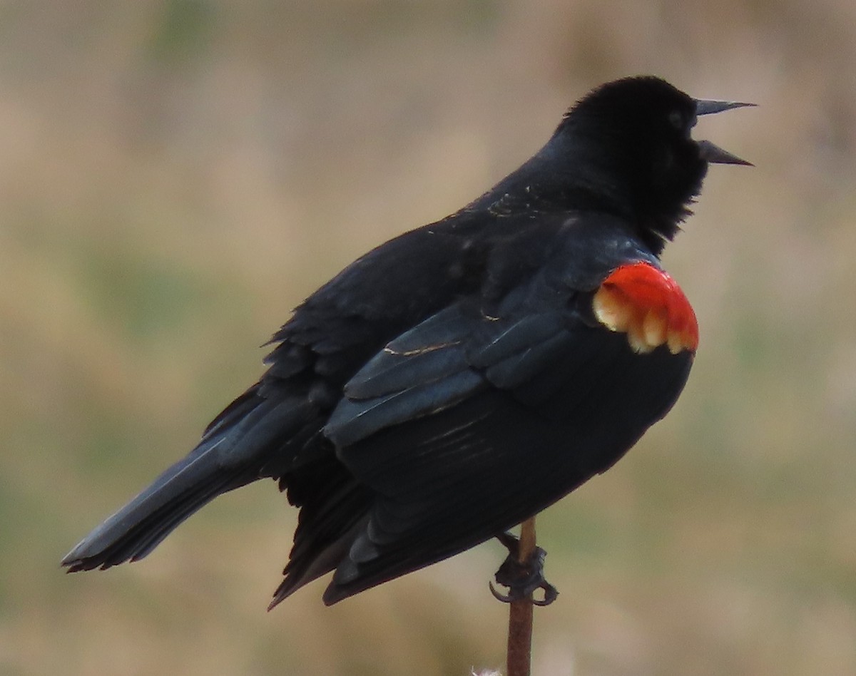 Red-winged Blackbird - ML618094493