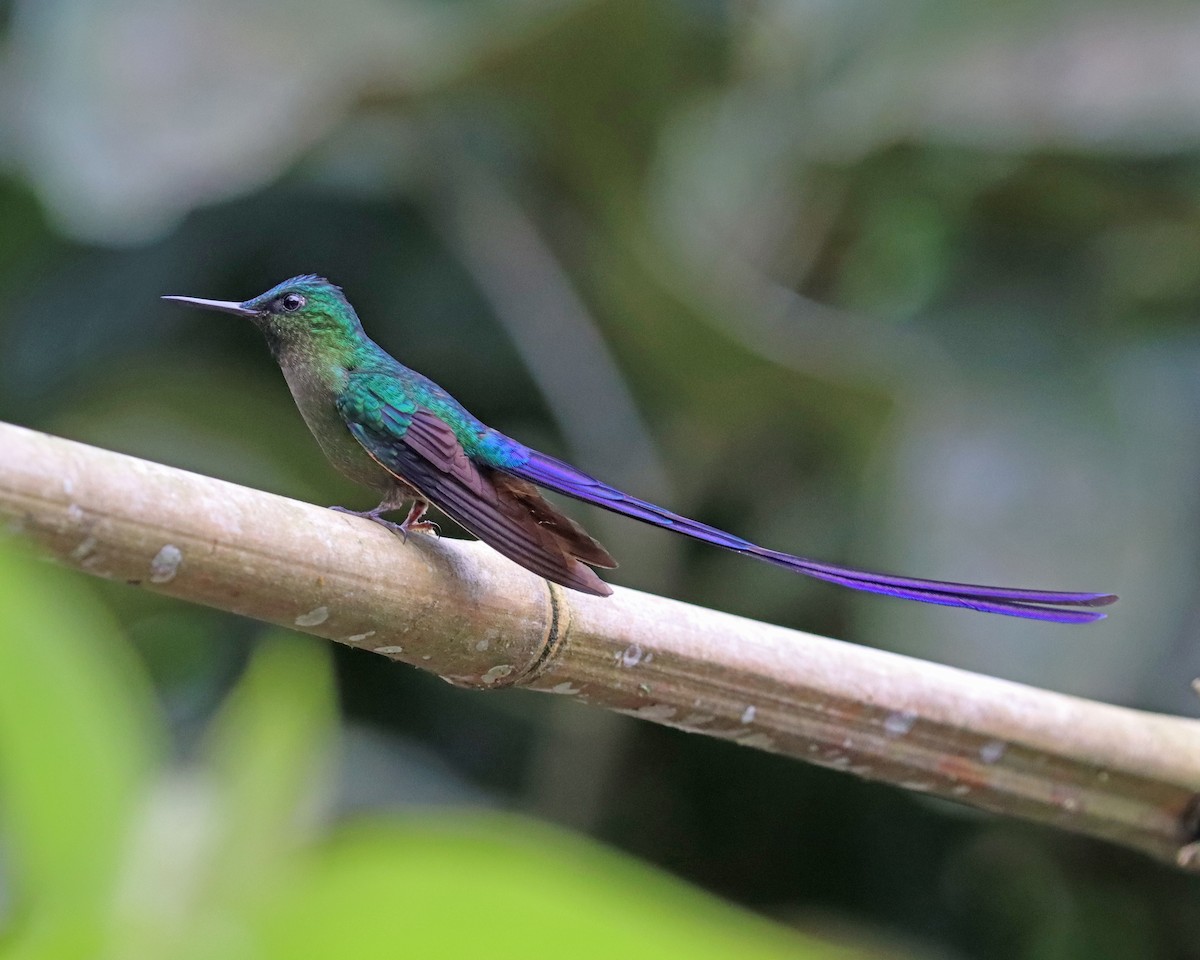 Violet-tailed Sylph - ML618094499