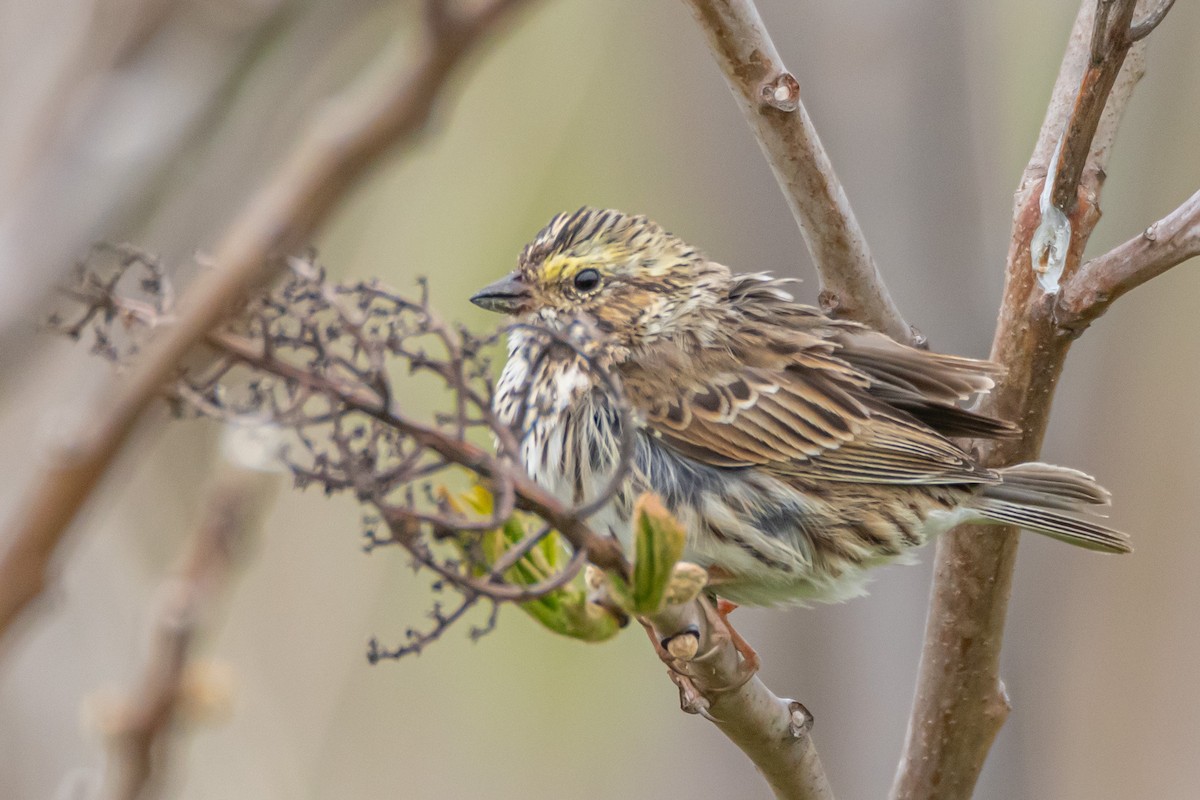 Savannah Sparrow - ML618094508