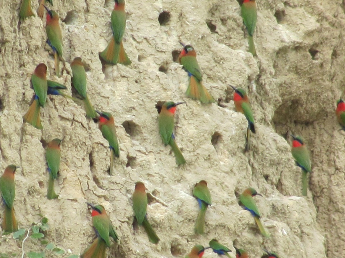 Red-throated Bee-eater - ML618094514