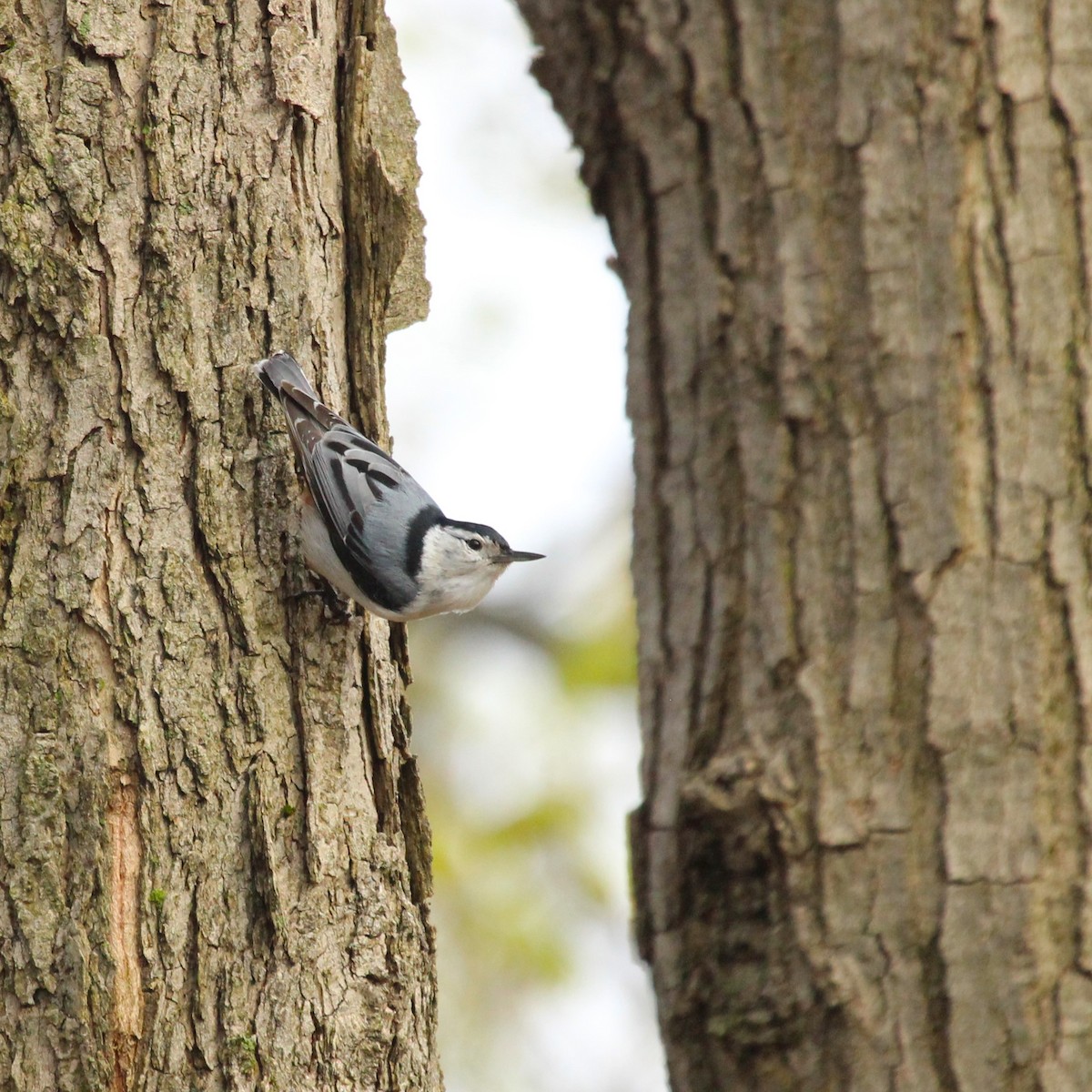White-breasted Nuthatch - ML618094538