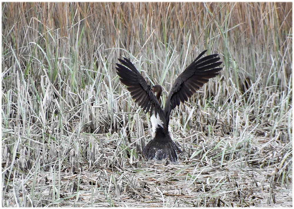 Black Stork - Huesca: Citas de interés