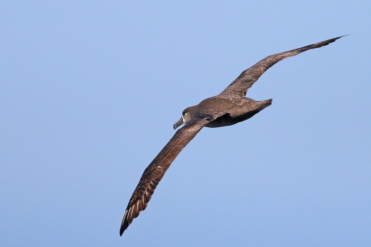 Black-footed Albatross - ML618094568