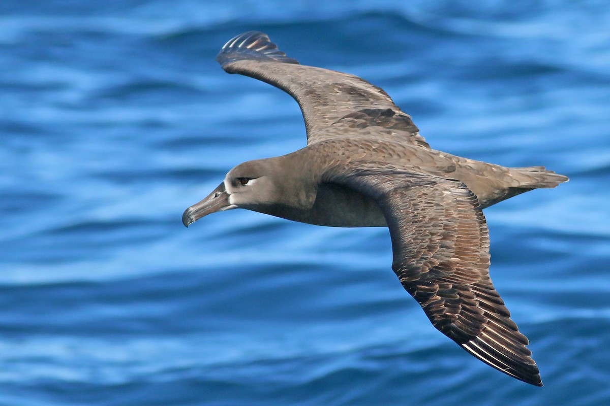 Black-footed Albatross - ML618094569