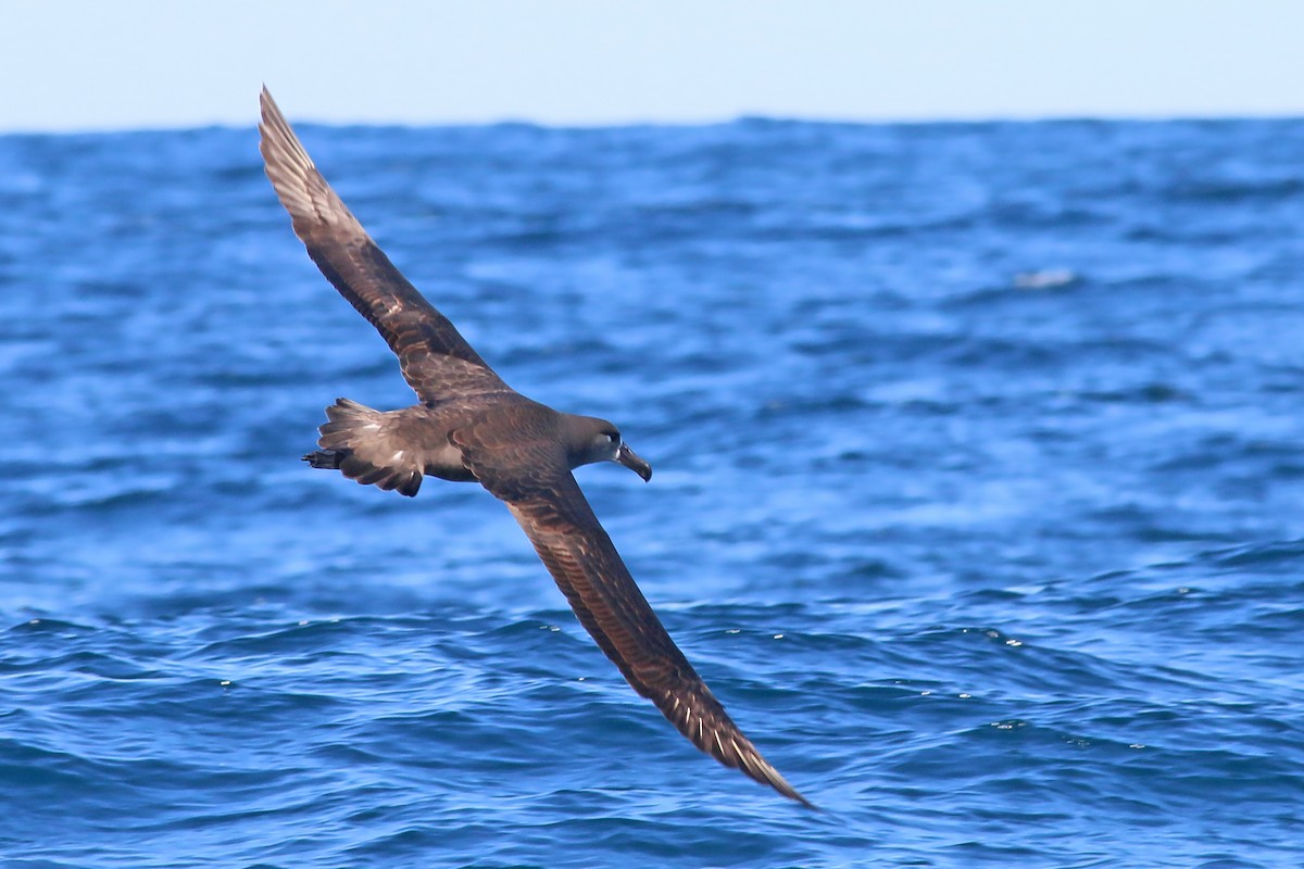 Black-footed Albatross - ML618094571