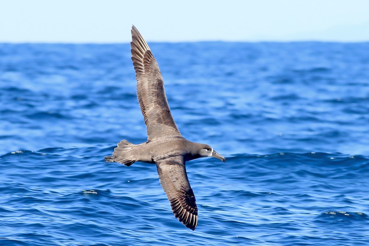 Black-footed Albatross - ML618094572