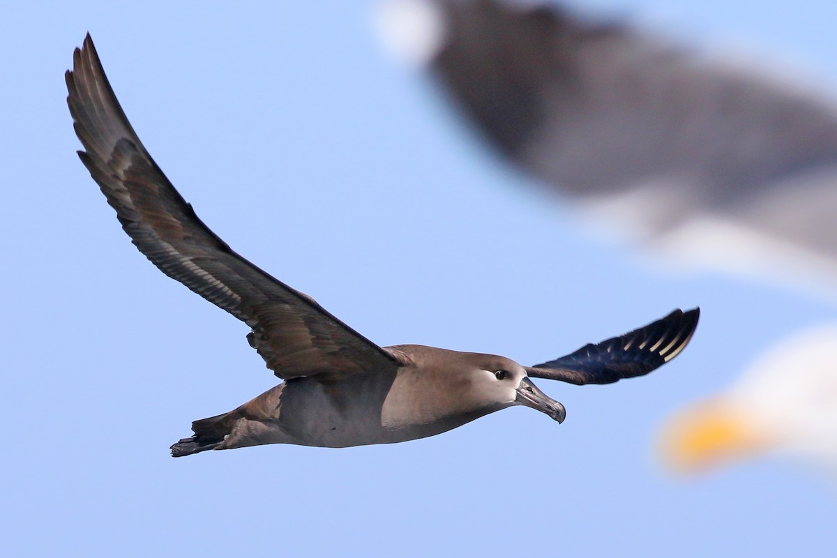 Black-footed Albatross - Jan Andersson