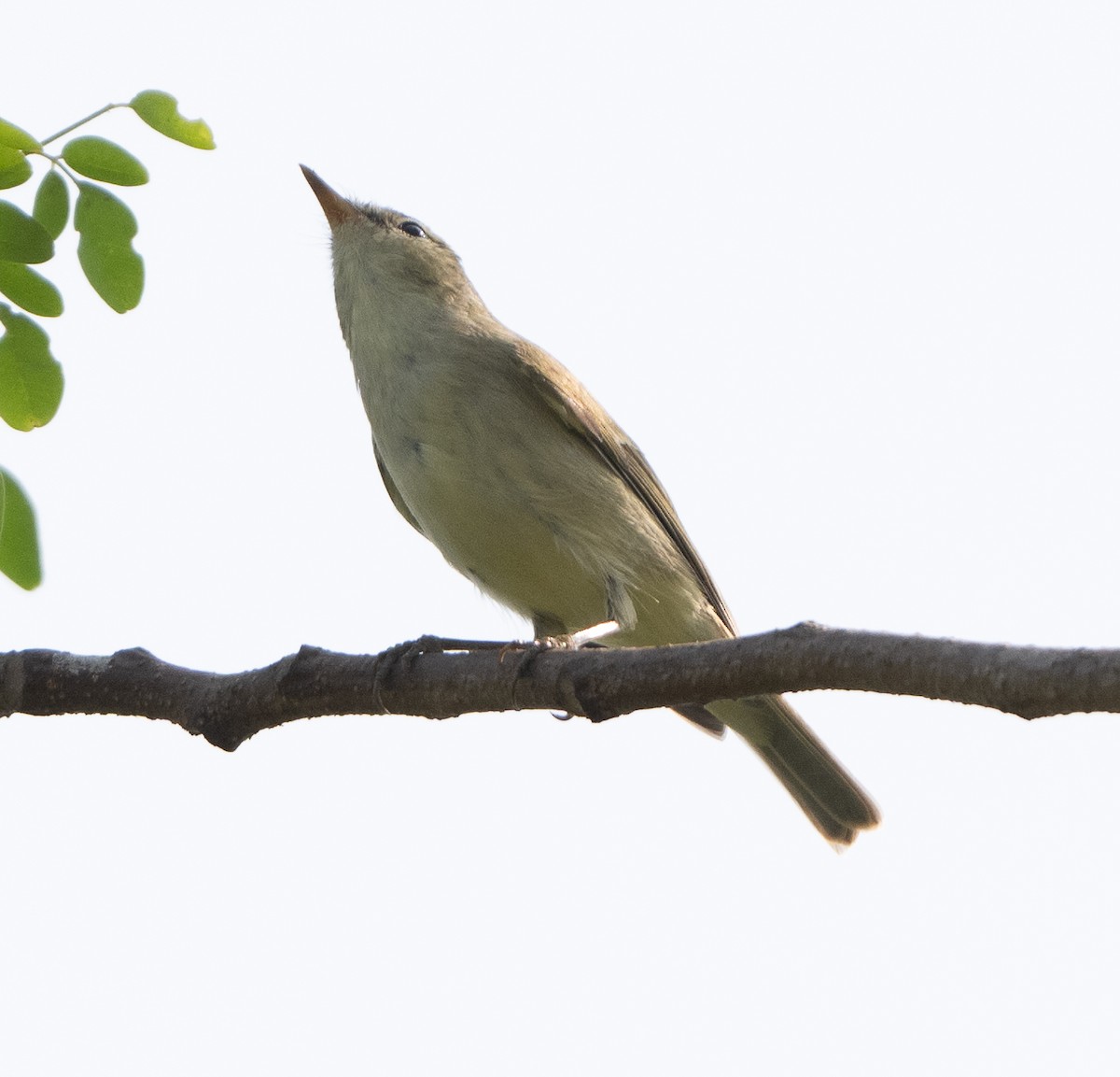 Greenish Warbler - Anurag Mishra
