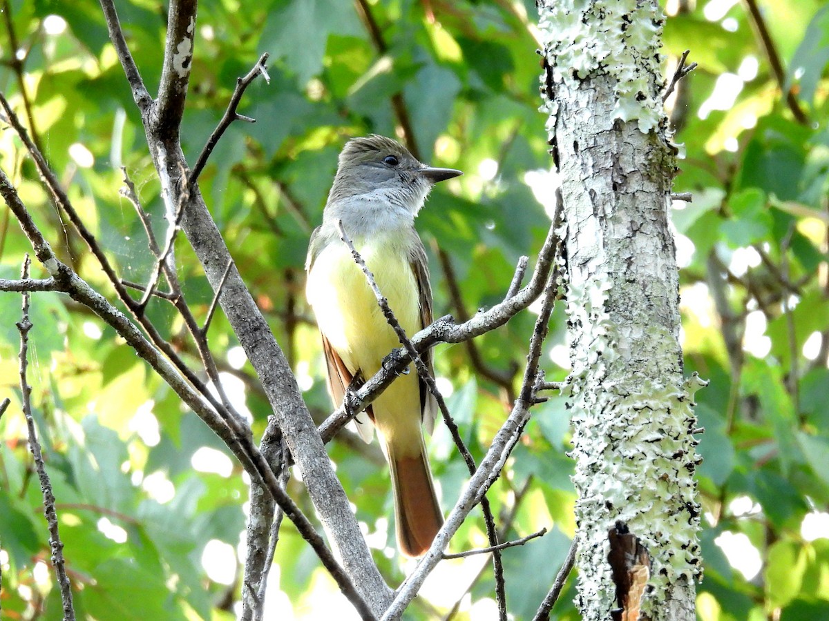 Great Crested Flycatcher - ML618094586