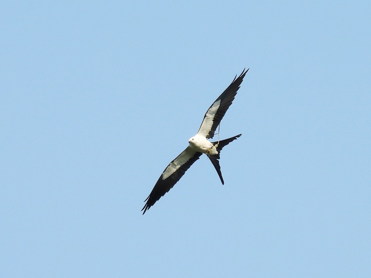 Swallow-tailed Kite - ML618094597