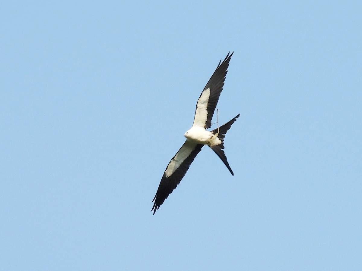 Swallow-tailed Kite - ML618094598