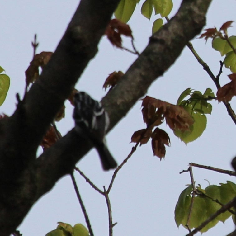 Black-and-white Warbler - Justin Merry