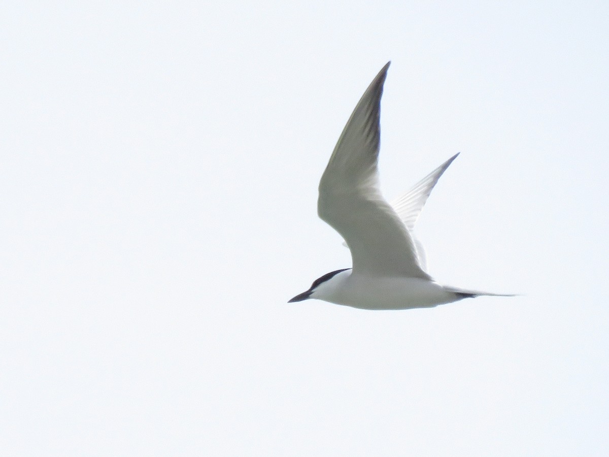 Gull-billed Tern - Pablo Santonja