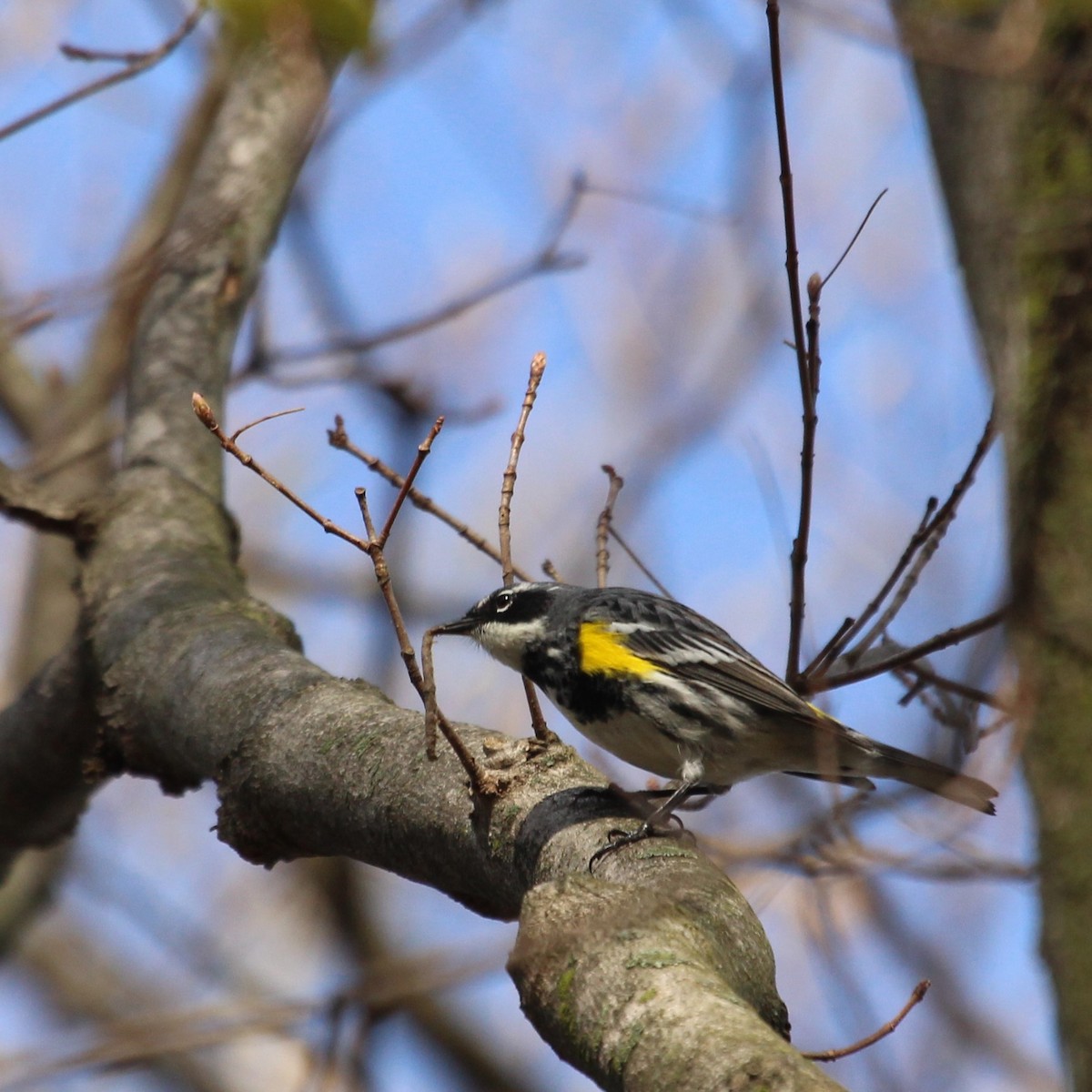 Yellow-rumped Warbler - Justin Merry
