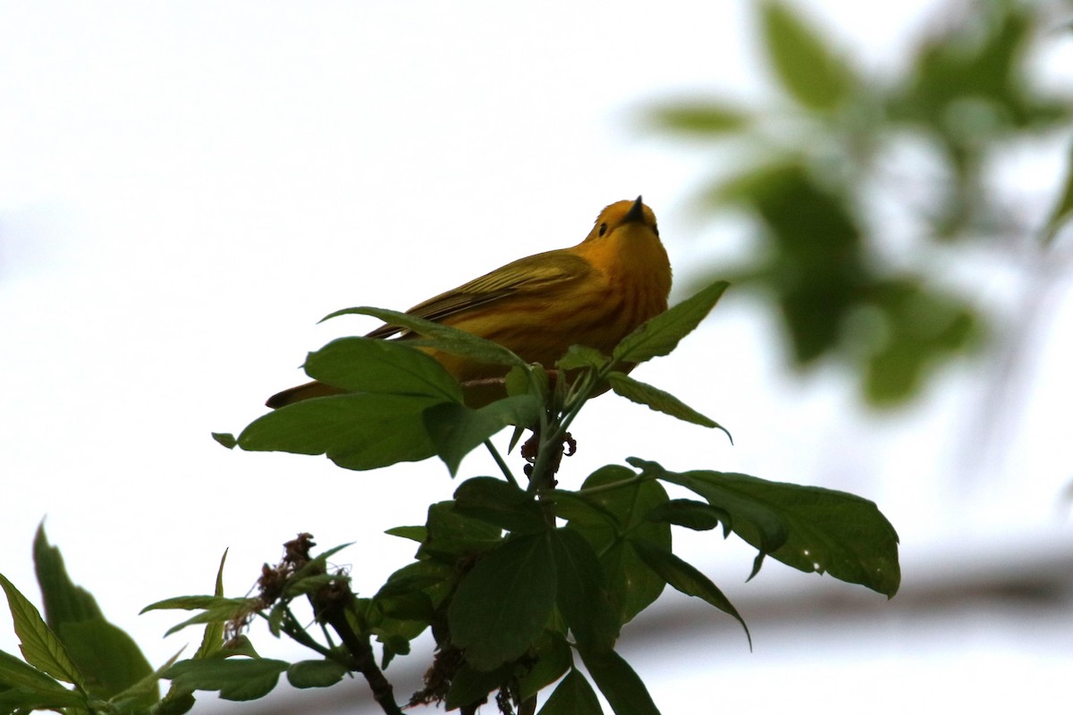 Yellow Warbler - Joli Reising