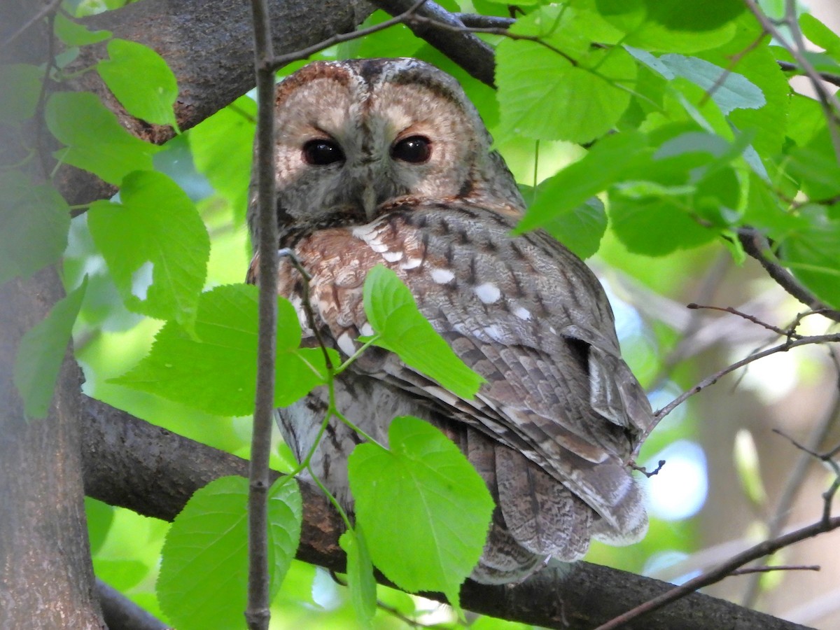 Tawny Owl - ML618094664