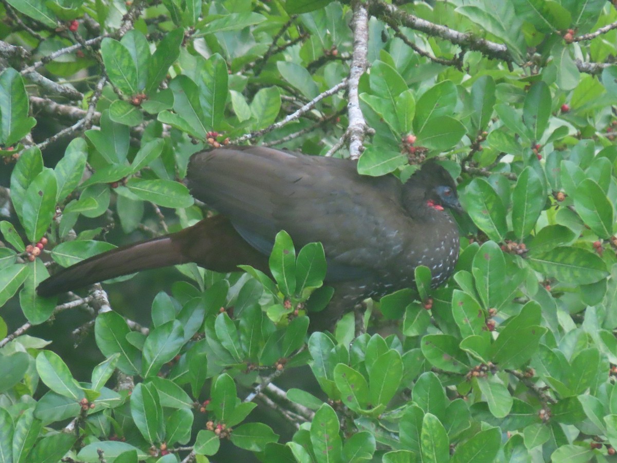 Crested Guan - ML618094670