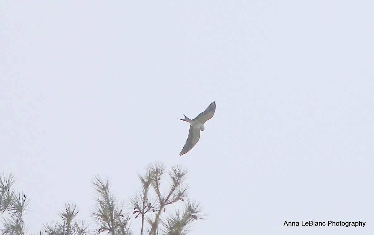 Swallow-tailed Kite - ML618094679