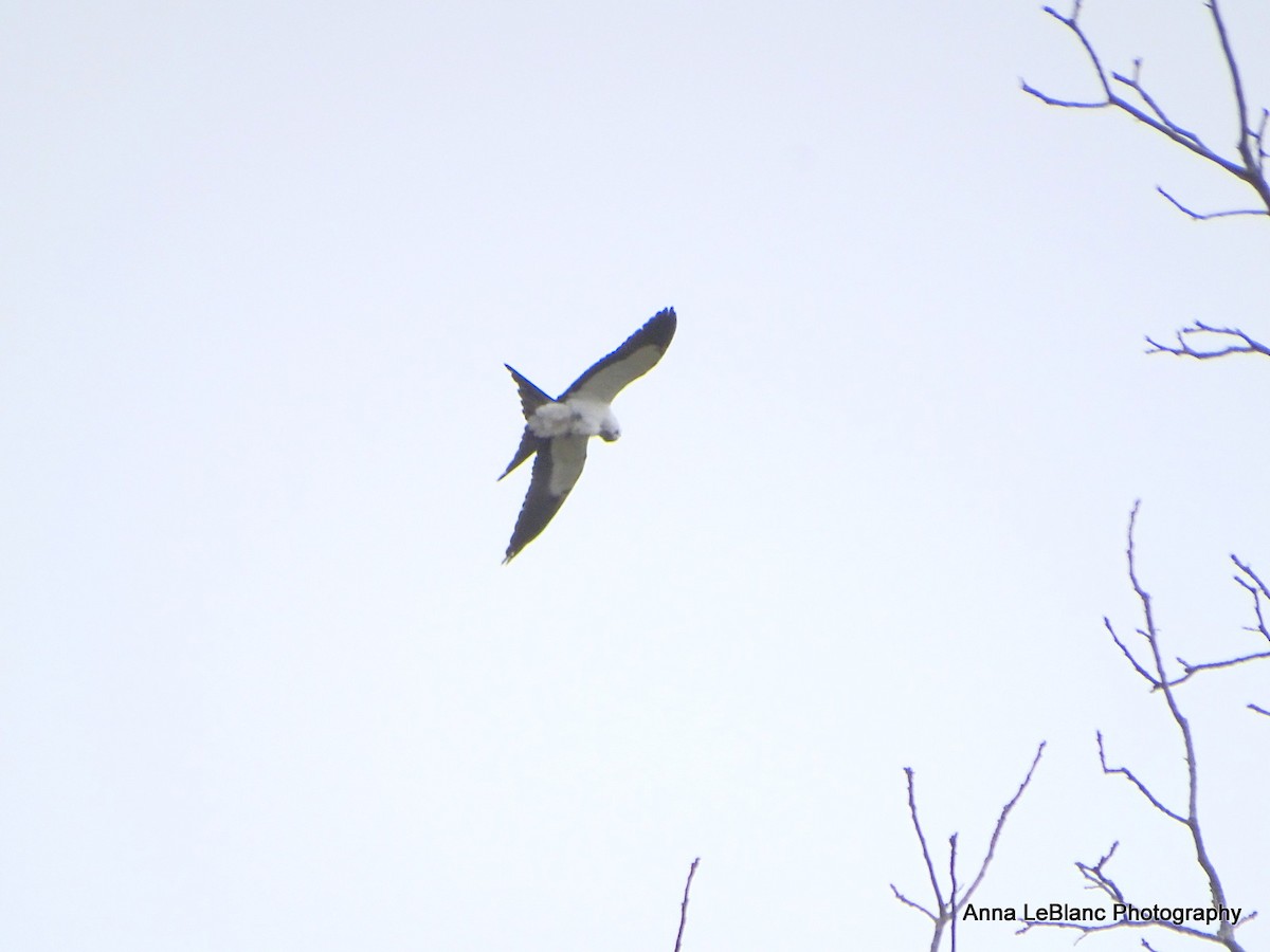 Swallow-tailed Kite - ML618094687