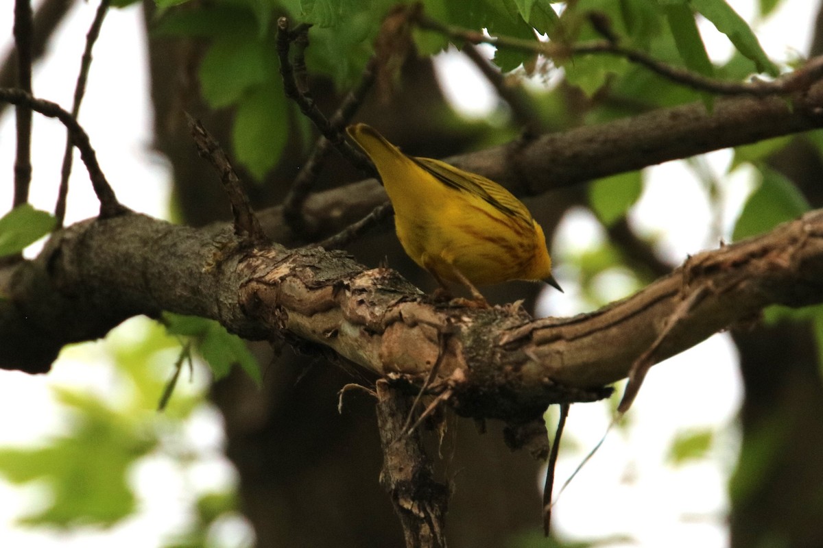 Yellow Warbler - Joli Reising