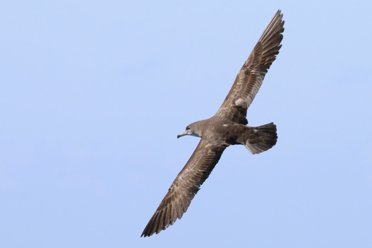 Pink-footed Shearwater - ML618094712