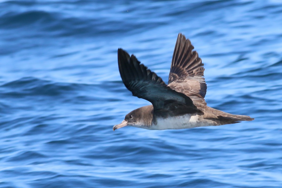 Pink-footed Shearwater - ML618094713