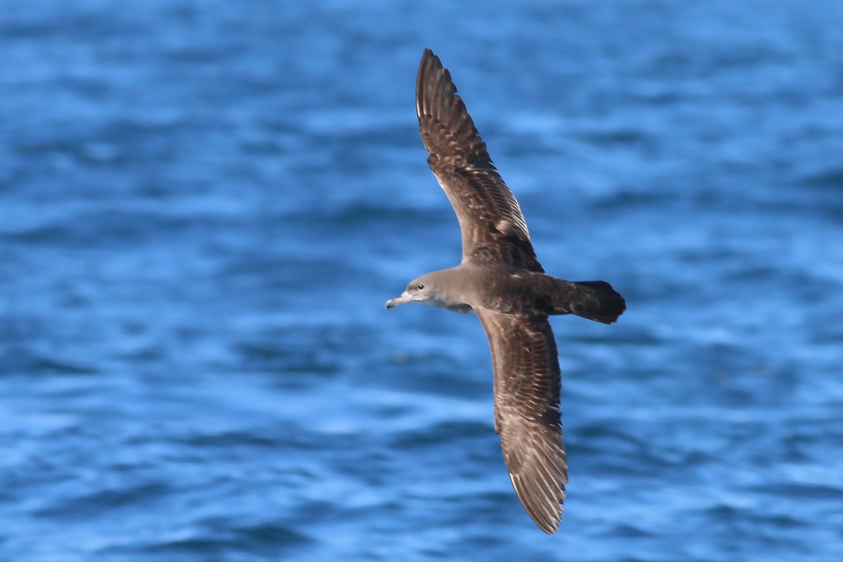 Pink-footed Shearwater - ML618094714