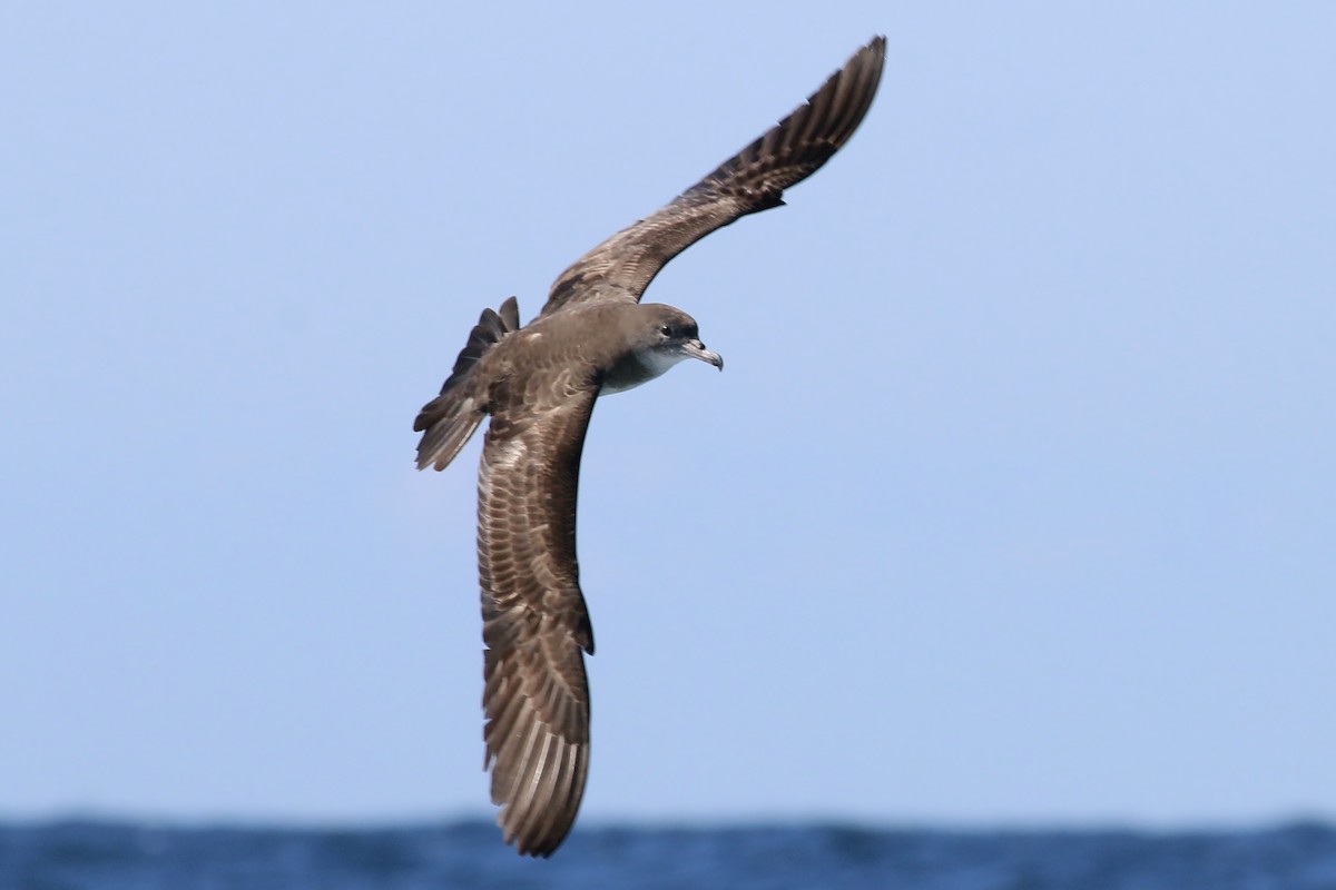 Pink-footed Shearwater - ML618094715