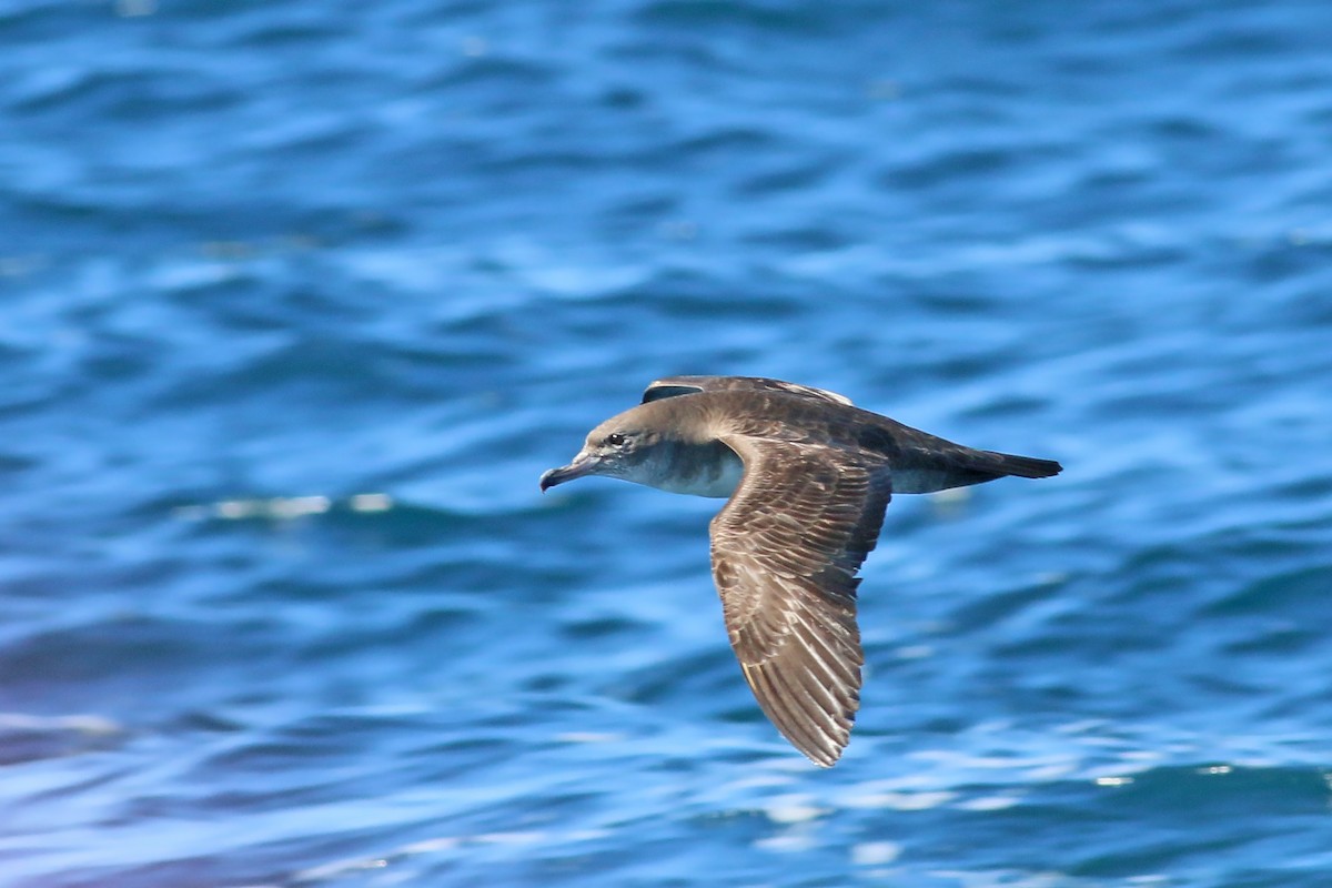Pink-footed Shearwater - ML618094717